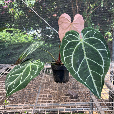 Anthurium Botanic - variação 06 | Entre Raízes Botânica - Detalhe 4