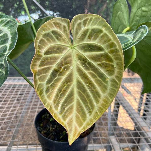 Anthurium Botanic - variação 07