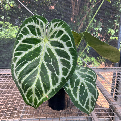 Anthurium Botanic - variação 07