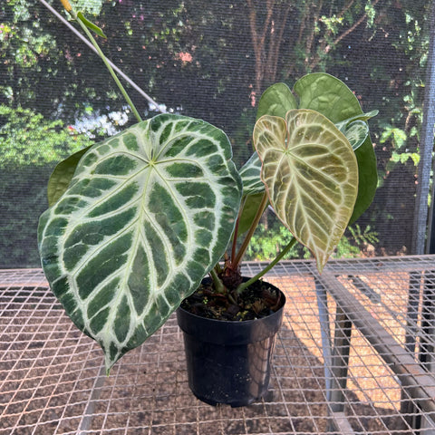 Anthurium Botanic - variação 07