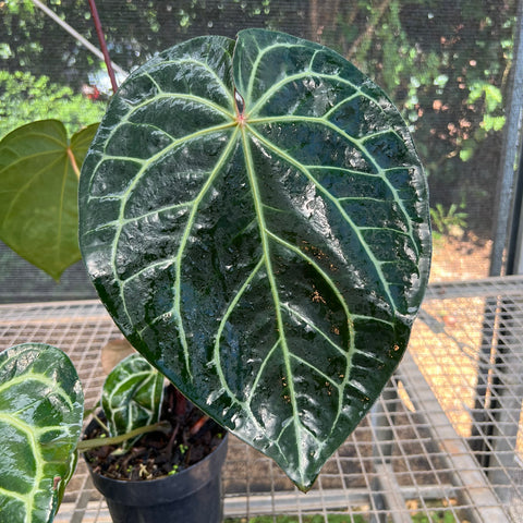 Anthurium Botanic - variação 08