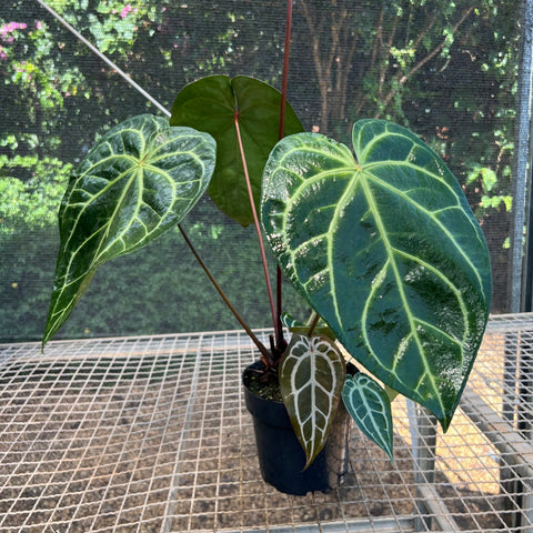 Anthurium Botanic - variação 08