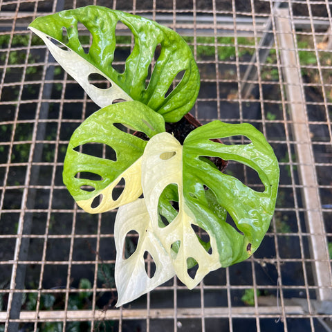 Monstera adansonii variegata