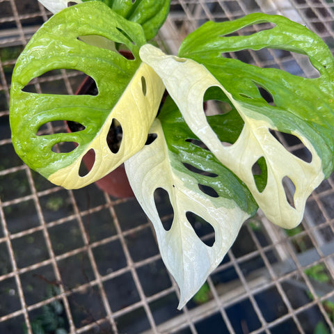 Monstera adansonii variegata