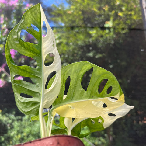 Monstera adansonii variegata