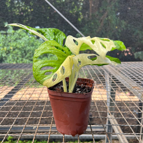 Monstera adansonii variegata