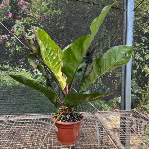 Anthurium Hookeri 'variegata' | Entre Raízes Botânica - Detalhe 2