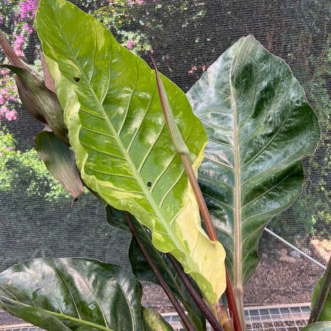 Anthurium Hookeri 'variegata' | Entre Raízes Botânica