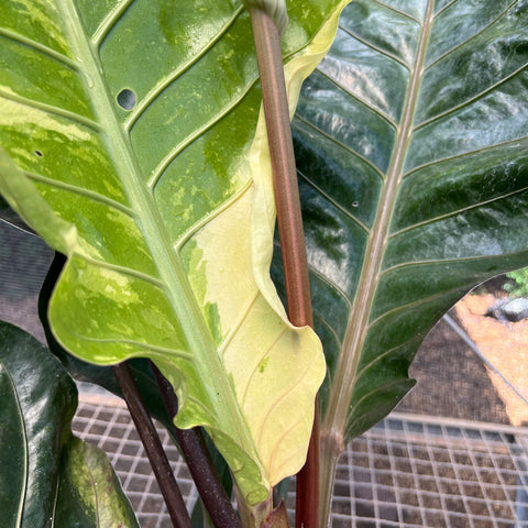 Anthurium Hookeri 'variegata' | Entre Raízes Botânica - Detalhe 3