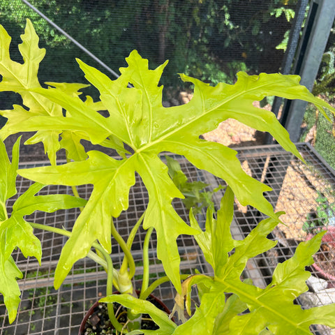 Philodendron Warscewiczii 'áurea'