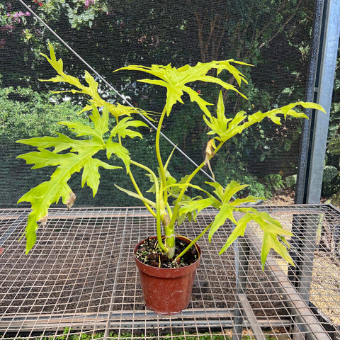 Philodendron Warscewiczii 'áurea'