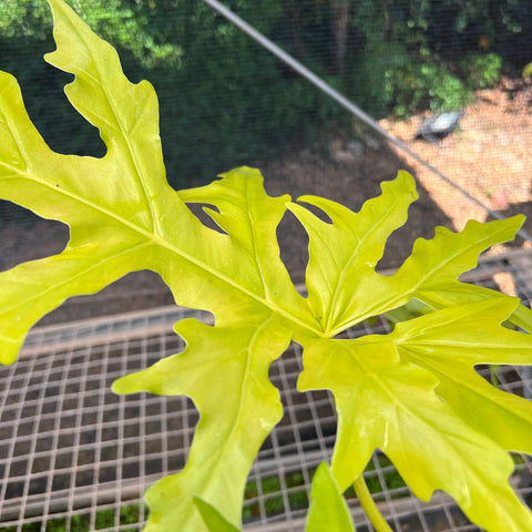 Philodendron Warscewiczii 'áurea'