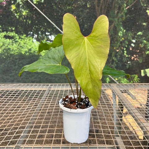 Anthurium Rubrinervium | Entre Raízes Botânica