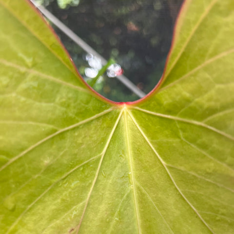 Anthurium Rubrinervium | Entre Raízes Botânica - Detalhe 2