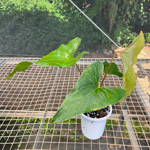 Anthurium Rubrinervium | Entre Raízes Botânica - Detalhe 3