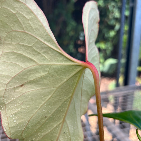Anthurium Rubrinervium | Entre Raízes Botânica - Detalhe 4