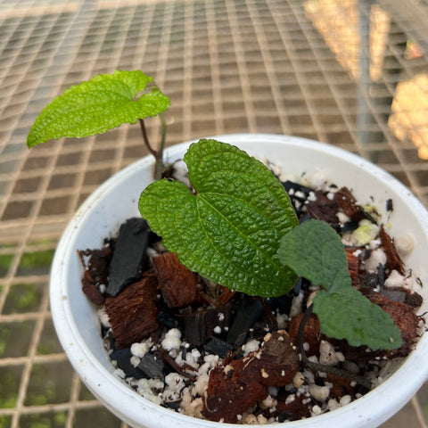 Anthurium clidemioides