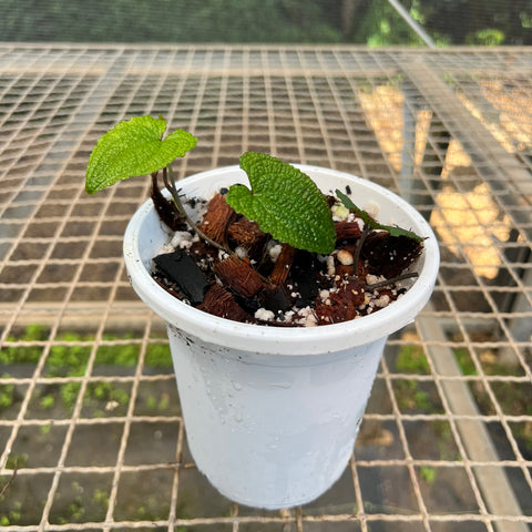 Anthurium clidemioides