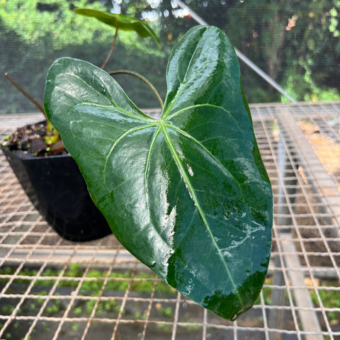 Anthurium Marcusianum