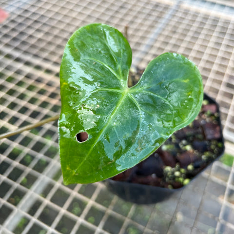 Anthurium Marcusianum