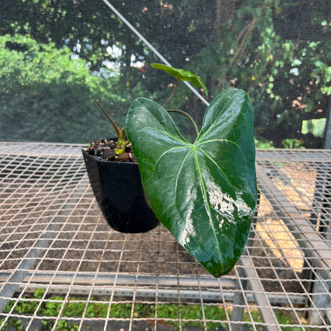 Anthurium Marcusianum