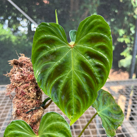 Philodendron verrucosum