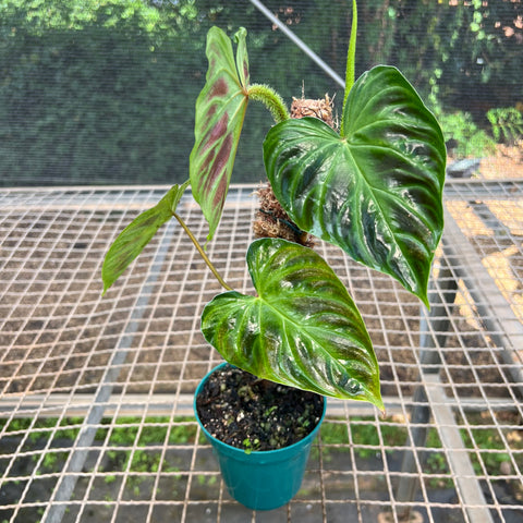 Philodendron verrucosum