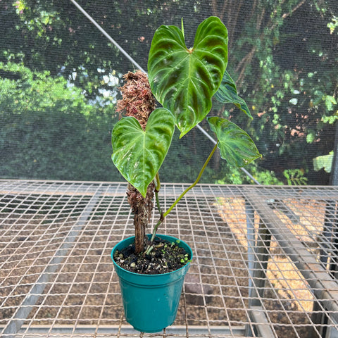 Philodendron verrucosum