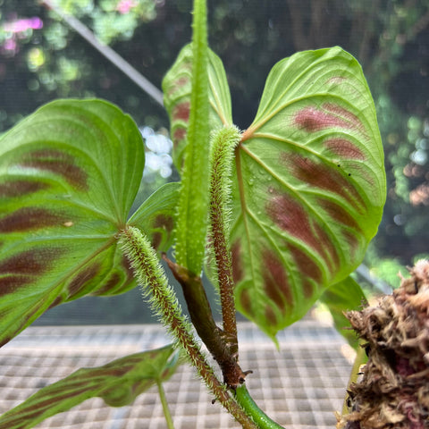 Philodendron verrucosum