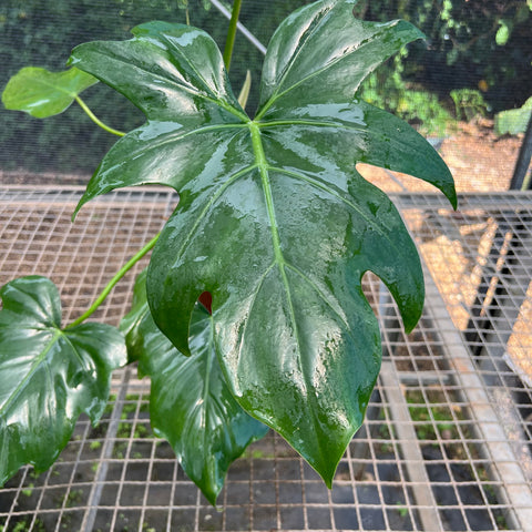 Philodendron radiatum