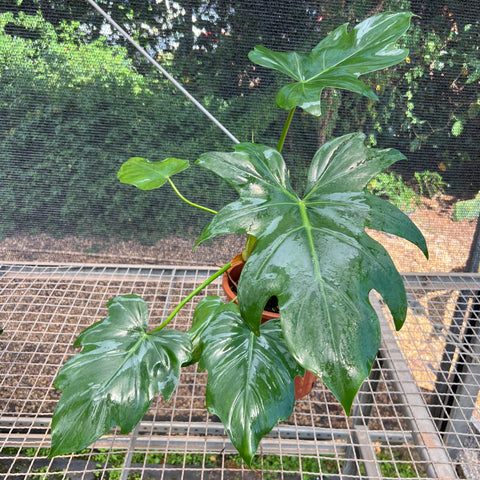 Philodendron radiatum | Entre Raízes Botânica - Detalhe 2