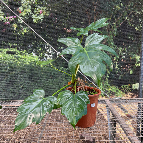 Philodendron radiatum | Entre Raízes Botânica - Detalhe 3