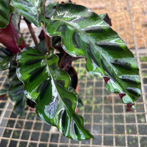 Calathea Velvet glory | Entre Raízes Botânica - Detalhe 4