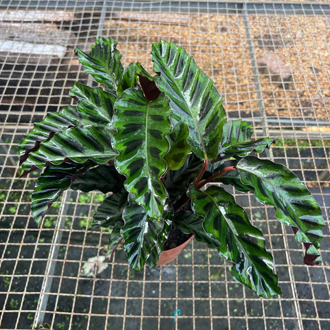 Calathea Velvet glory | Entre Raízes Botânica - Detalhe 3