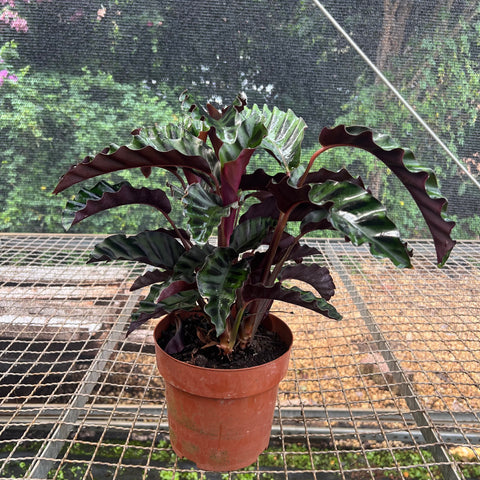 Calathea Velvet glory | Entre Raízes Botânica - Detalhe 5
