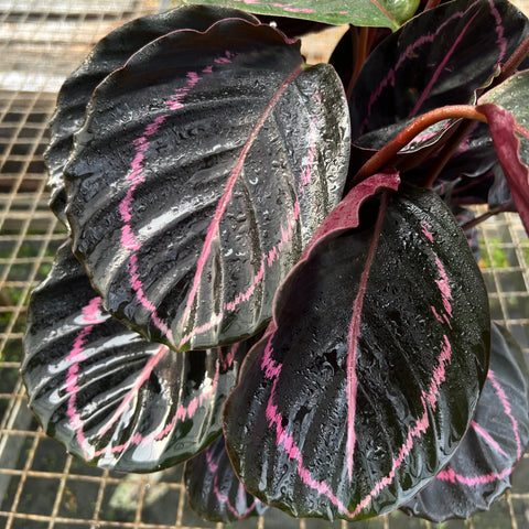 Calathea Rubi | Entre Raízes Botânica