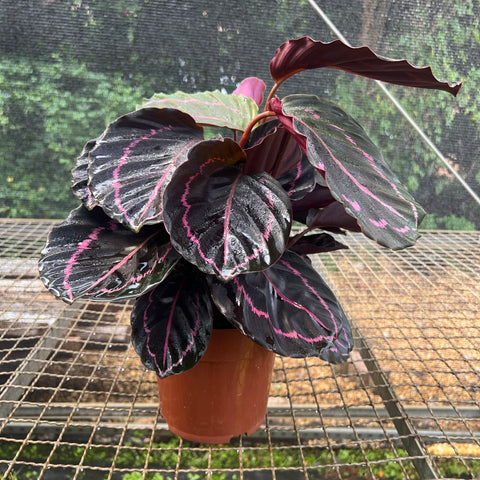 Calathea Rubi | Entre Raízes Botânica - Detalhe 2