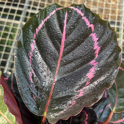 Calathea Rubi | Entre Raízes Botânica - Detalhe 3