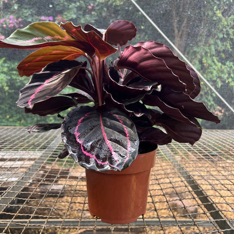 Calathea Rubi | Entre Raízes Botânica - Detalhe 4