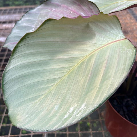 Calathea Silver Plate | Entre Raízes Botânica
