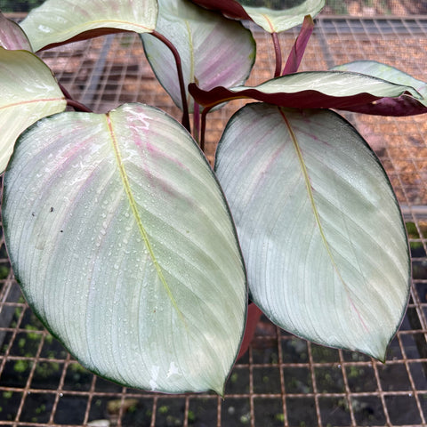 Calathea Silver Plate – Entre Raízes Botânica