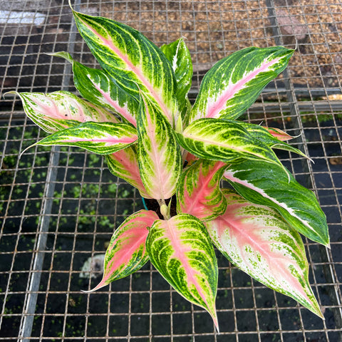 Aglaonema Panama Pink
