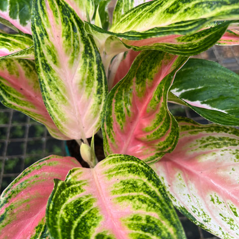 aglaonema pink panama Aglaonema Panama Pink – Entre Raízes Botânica