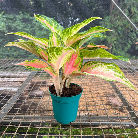aglaonema pink panama Aglaonema Panama Pink – Entre Raízes Botânica
