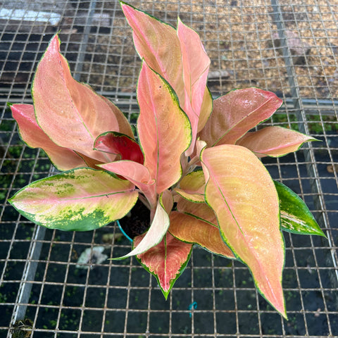 Aglaonema Rose Cochin