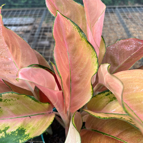 Aglaonema Rose Cochin