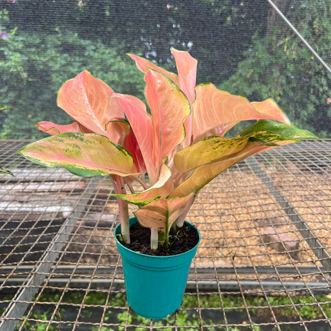 Aglaonema Rose Cochin