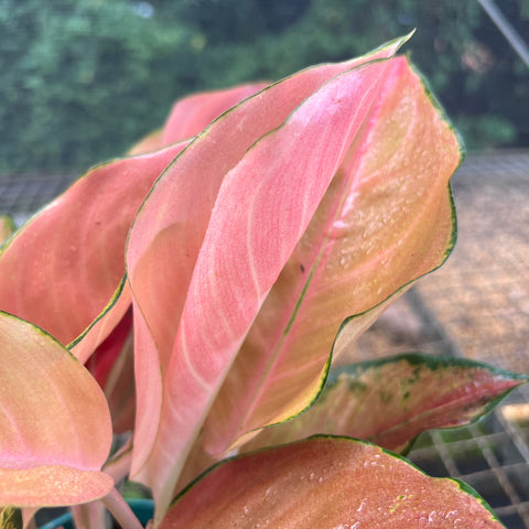 Aglaonema Rose Cochin