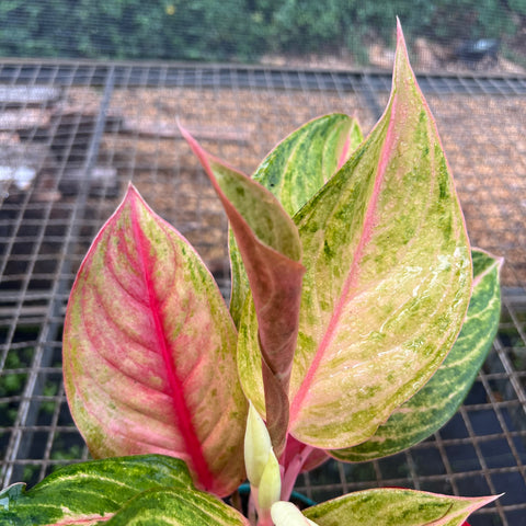 Aglaonema Diamond Star