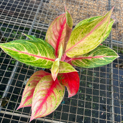 Aglaonema Diamond Star